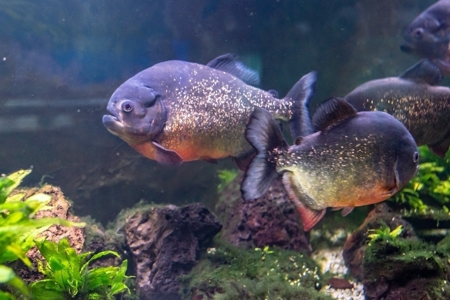 Vstupenky do Mořského světa v pražských Holešovicích