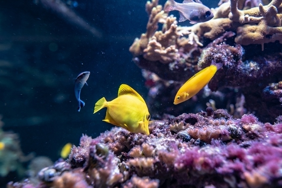 Vstupenky do Mořského světa v pražských Holešovicích